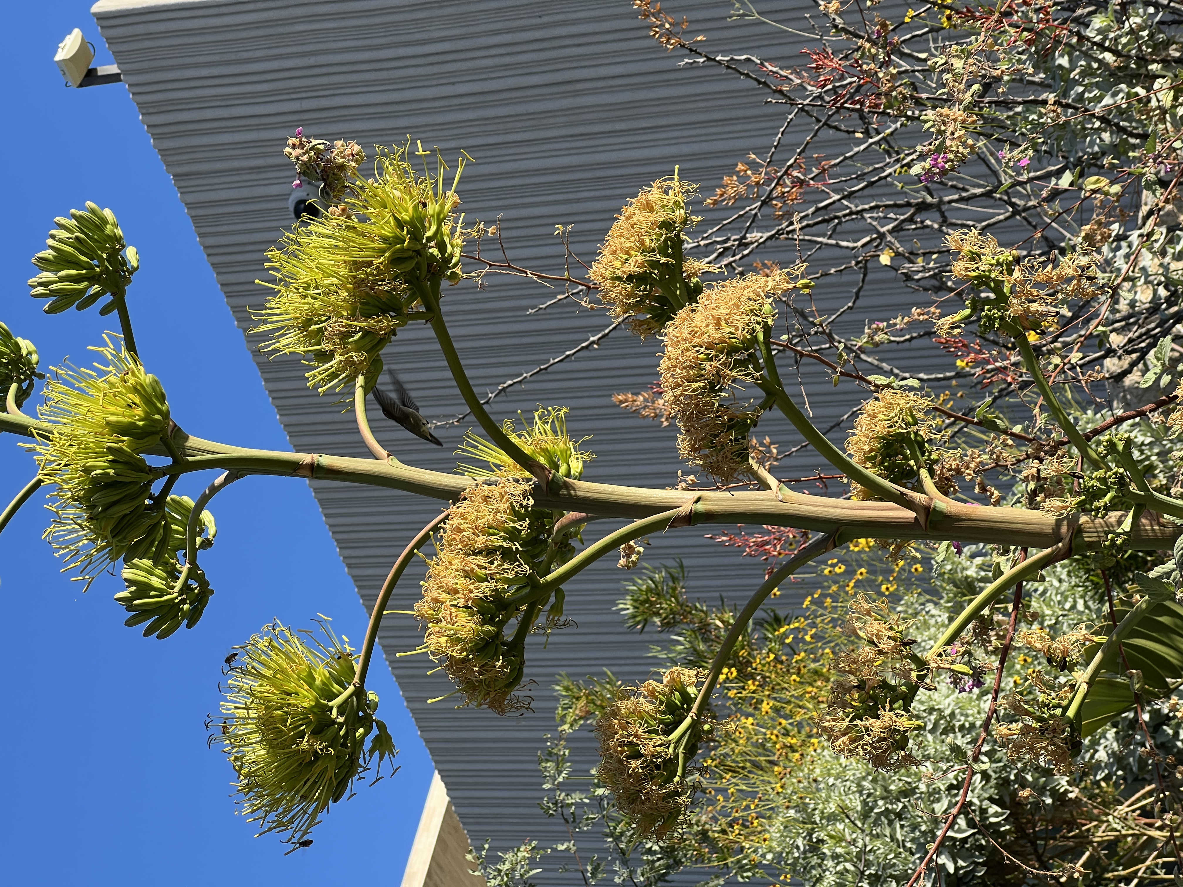 ./2024/13 - Cabo/IMG_4216.jpg